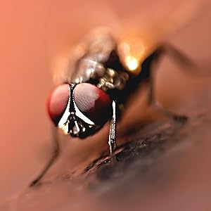 mouche rouge